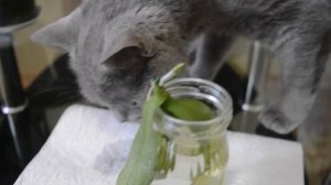 Реанимация орхидеи фаленопсис листьями в воде ("Вверх тормашками")