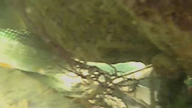 Эхолот ПРАКТИК 6М. ПОИСК рыбы с лодки в режиме "Fish ID" смотреть онлайн