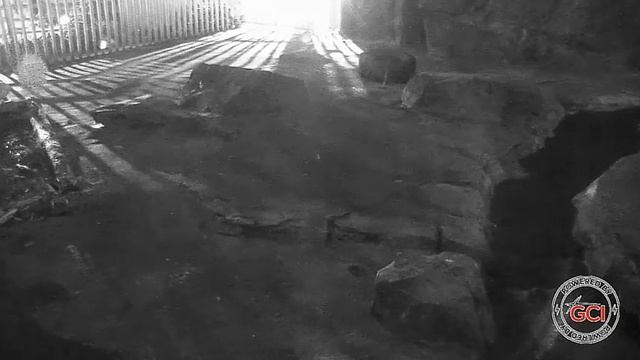 Мишка вспомнил, что забыл бочке бока намять#Alaska Zoo смотреть онлайн