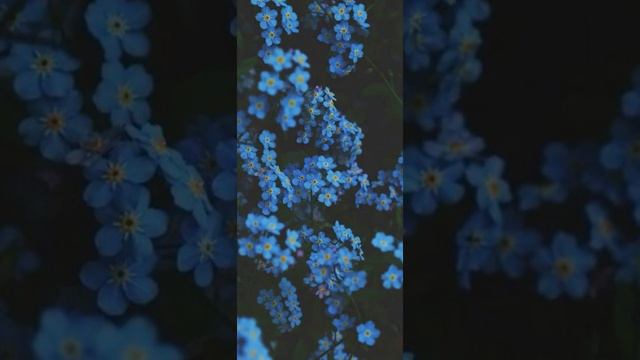 Мухаммад аль-Люхайдан сура ‘Марьям’ очень красивое чтение Свешенного Корана.#корансунна смотреть онлайн