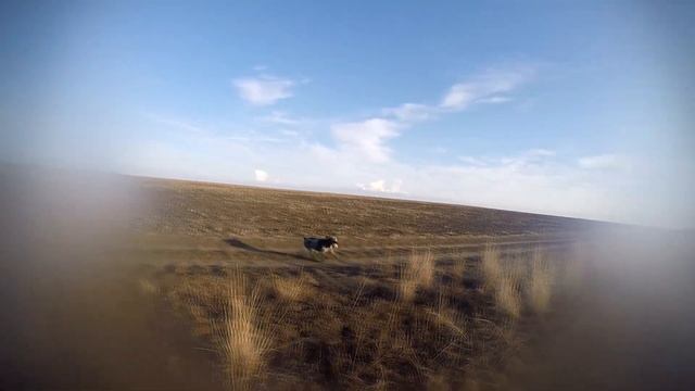 Открытие на фазана в Крыму 2020 смотреть онлайн