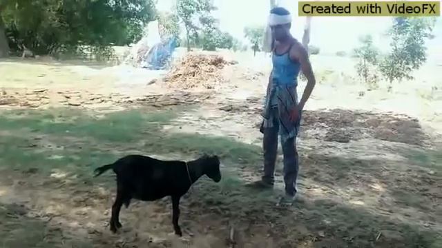 सनी देवल का सबसे गुस्सा वाला डायलाक смотреть онлайн