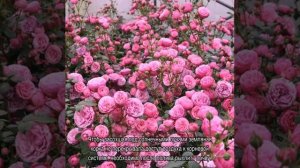 Роза Помпонелла (Pomponella) — характеристики сортового кустарника