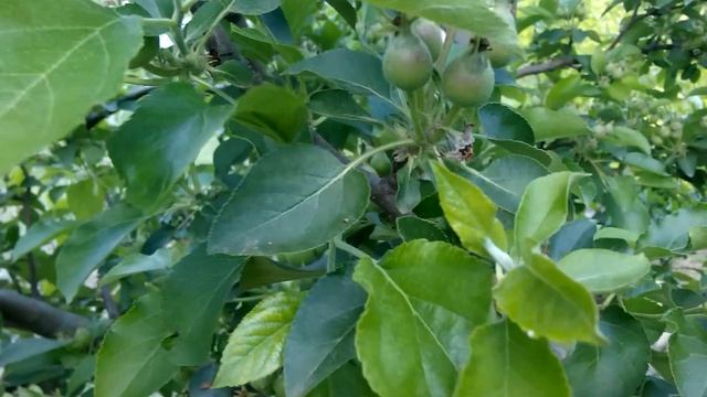Rărire Mere - Thinning Apples