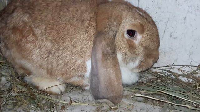 🐰 НОВАЯ ЛИНИЯ КРОЛИКОВ,СРАБОТАЛА В УБЫТОК смотреть онлайн