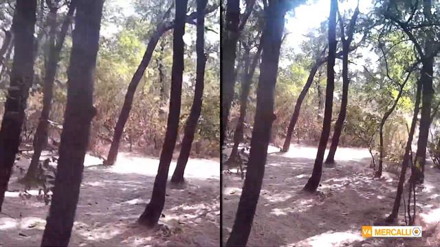 BCC10 Optical Stabilizer vs Mercalli 4 смотреть онлайн