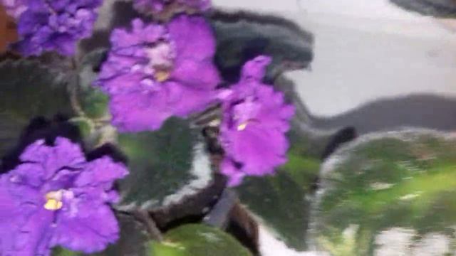 Мои комнатные цветы. Фиалки./My indoor flowers. Violets. смотреть онлайн