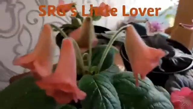 Синнингии смотреть онлайн