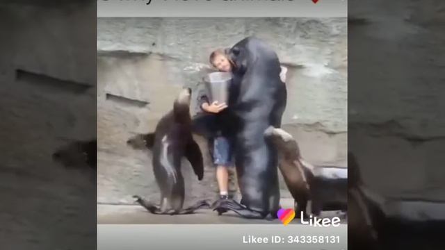Любовь диких животных к человеку❤️😻 смотреть онлайн