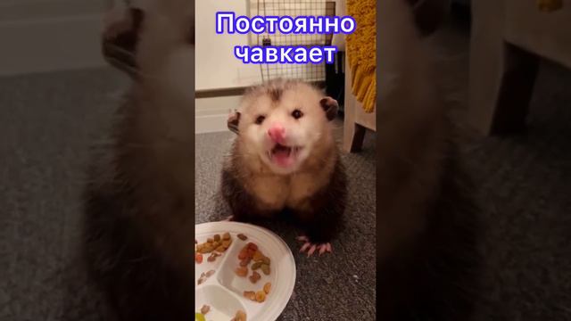 СМЕШНЫЕ ЖИВОТНЫЕ | У КАЖДОГО ЧЕЛОВЕКА ЕСТЬ ТАКОЙ ДРУГ… смотреть онлайн