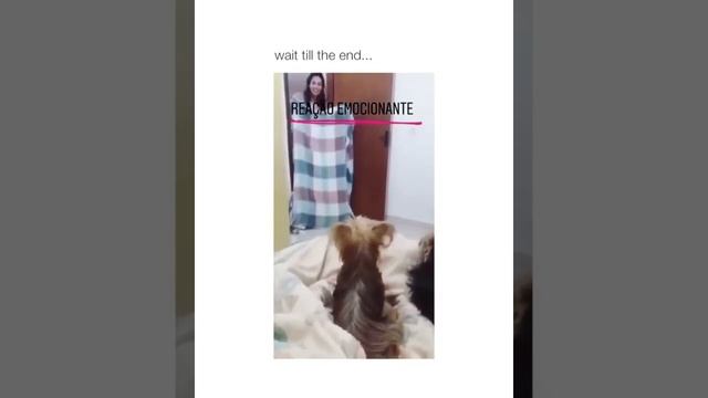 Dogs fighting || Best What the Fluff Challenge смотреть онлайн
