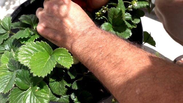 Свой отель в Греции / Наши ежедневные хлопоты / Всё будет хорошо!) смотреть онлайн