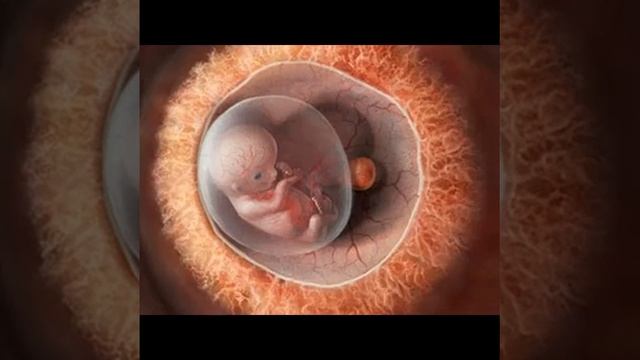 Беременность по неделям 9 - 10 недели беременности смотреть онлайн