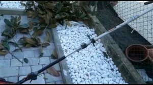 Обрезка Магнолии.