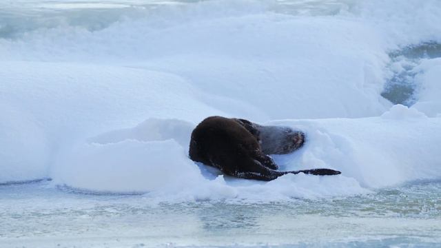 Otter rolling around in the snow смотреть онлайн