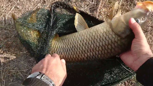 Koca Koca BALIK AVI.BÜYÜK SAZAN AVI.Şamandıralı Olta Ile ırmakta BÜYÜK Balık Avı. Mısırla Balık 11