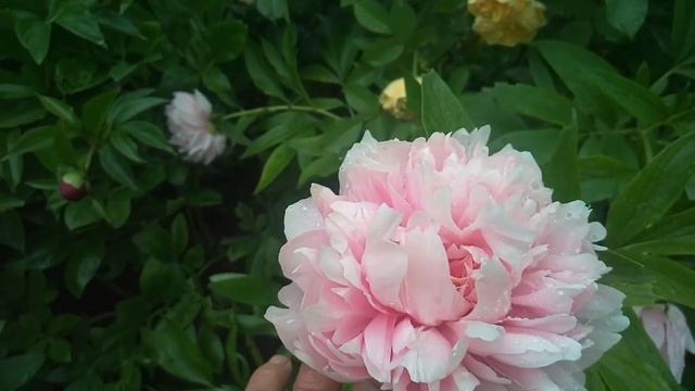 Мир пионов! Грация цветка, и палитра красок! смотреть онлайн