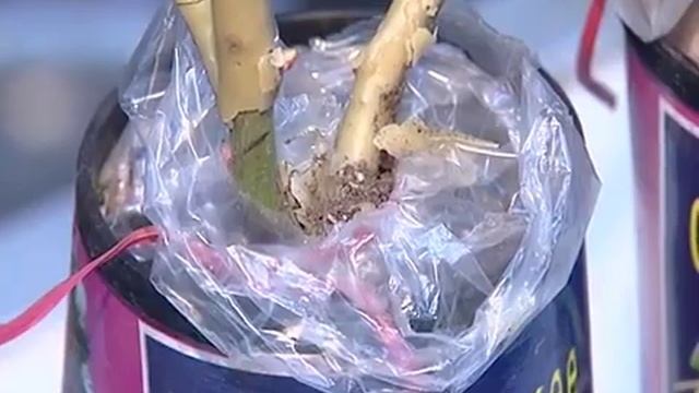 Задачи у дачи 12.03.2013 смотреть онлайн