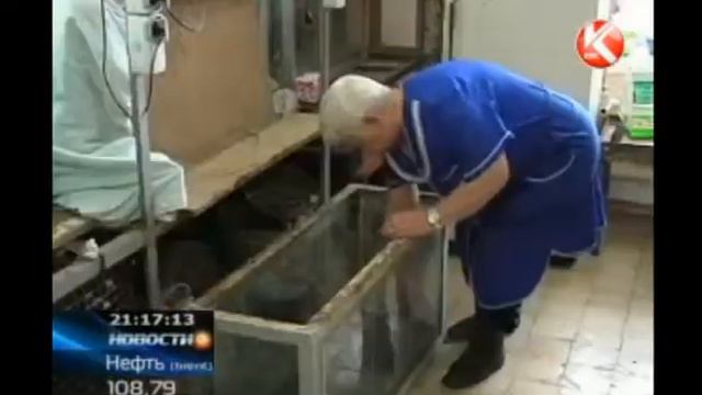 2012 КТК В Петропавловске из зоосада украли красноухую черепаху смотреть онлайн
