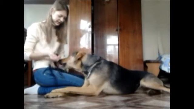 Как приучить к наморднику смотреть онлайн