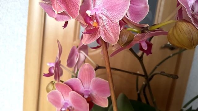 Phalaenopsis Maria Therese Мария Тереза смотреть онлайн