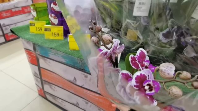 Небольшой обзор новых орхидей в ТЦ Европа.