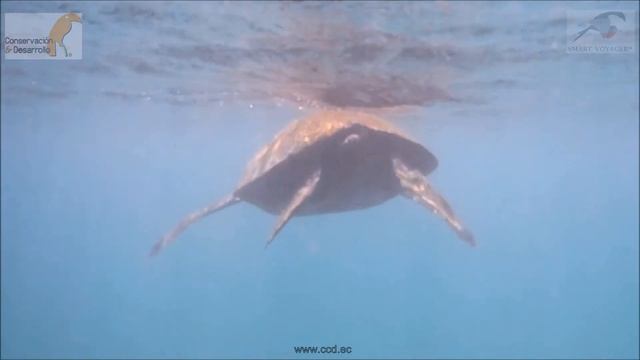 Leatherback sea turtle galapagos the biggest turtle in the world in the ocean смотреть онлайн