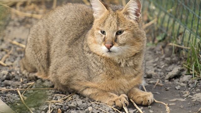 Камышовый кот - интересные факты