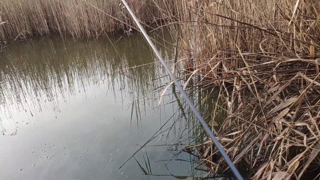 Мормышинг.Ловля карася на спиннинг, весной.Гаммарус .01-0.6гр. смотреть онлайн