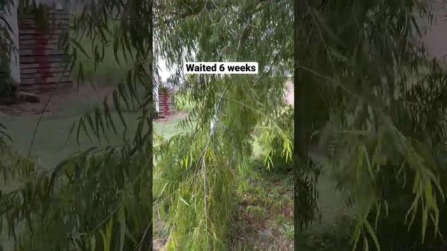 Getting Trees for FREE смотреть онлайн