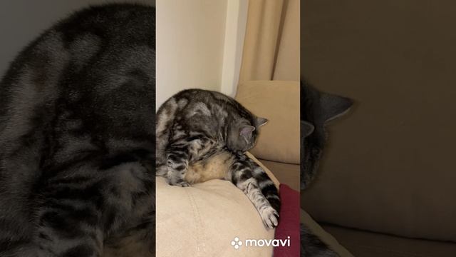 Самый чистоплотный кот. смотреть онлайн