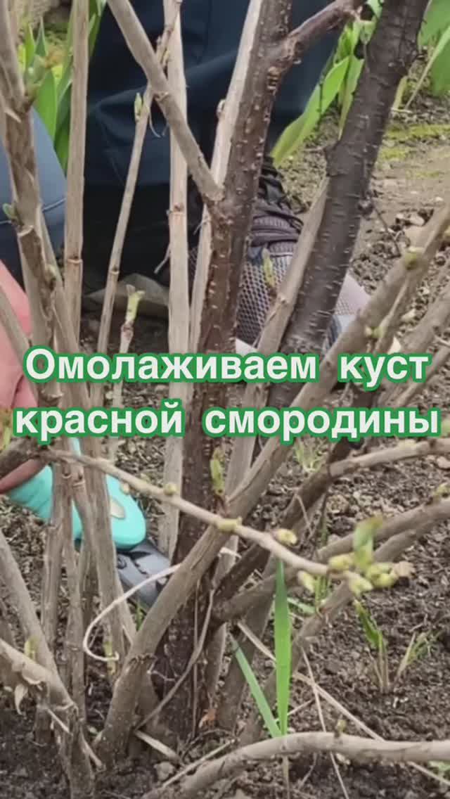 Омолаживаем куст красной смородины. Как обрезать смородину весной.