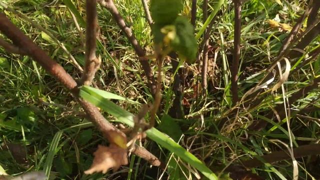 Поражение смородиновое стекляницей.Как обрезать такие кусты черной смородины? смотреть онлайн