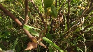 Поражение смородиновое стекляницей.Как обрезать такие кусты черной смородины?