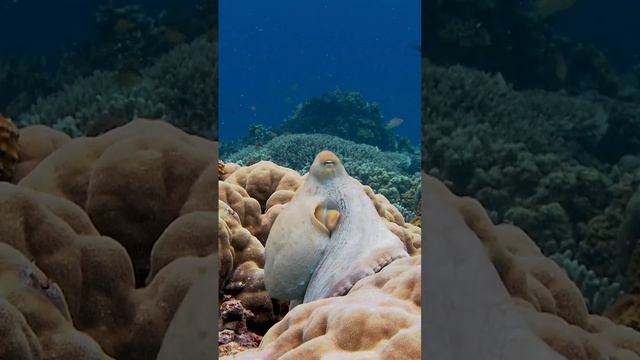 Осьминоги просто великолепны! смотреть онлайн