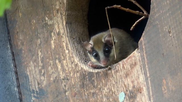 Лесная соня - FOREST DORMOUSE (Dryomys nitedula) смотреть онлайн
