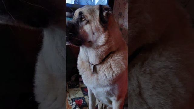 Собака,это единственное существо на свете,которое любит тебя больше,чем себя. смотреть онлайн