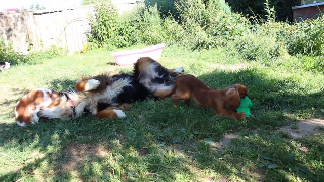 ЛюбоФФФь кавалерки Энджи Детки!