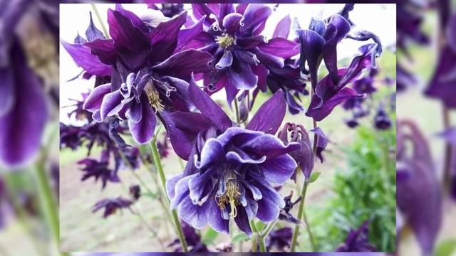 Аквилегия – посадка и уход, выращивание из семян смотреть онлайн