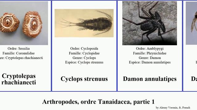 Arthropodes, ordre Tanaidacea, partie 1 genre persephone guayaquil arthropoda siro fragilis Lepas смотреть онлайн