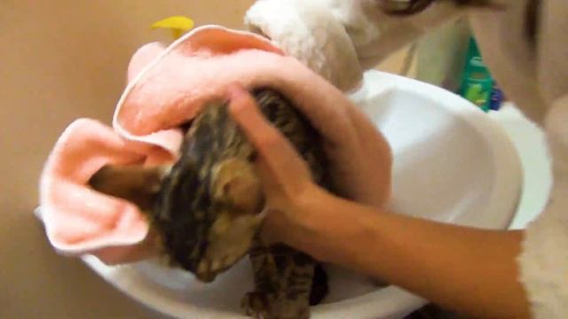 Кто сказал что БЕНГАЛЬСКИЙ КОТ НЕ БОИТСЯ ВОДЫ? Cat bathtime смотреть онлайн