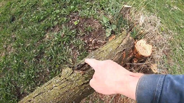 Спилил сливу и выкорчевал огромный пень Наш сад и огород весной смотреть онлайн