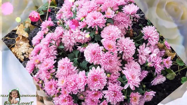 Миллион  Любашиных роз