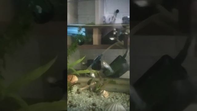 #аквариум #рыбки #гуппи #аквариумные #содержание #коридорасы смотреть онлайн