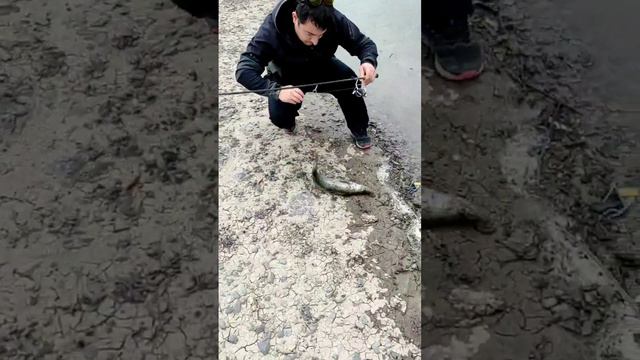 Судак с БЕРЕГА . Как ловить ? смотреть онлайн