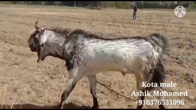 Kota 38 inch Height just 2 Daat male Ashik Mohamed смотреть онлайн