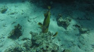 Египет Синеперый балистод (рыба триггер)- атакует 2