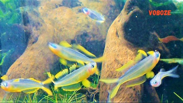 Попондетта Фурката. Содержание в аквариуме, разведение, совместимость, уход. Pseudomugil Furcatus