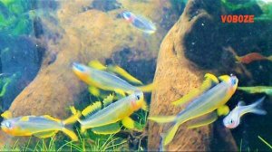 Попондетта Фурката. Содержание в аквариуме, разведение, совместимость, уход. Pseudomugil furcatus