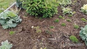 Гвоздика травянка как разрастается в первое лето, сколько места занимает.